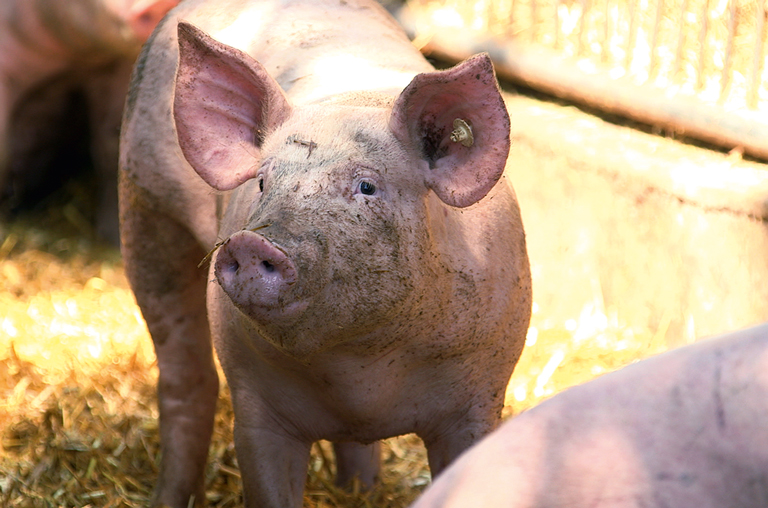 Ein Schwein von einem der teilnehmenden Hofglück-Höfe