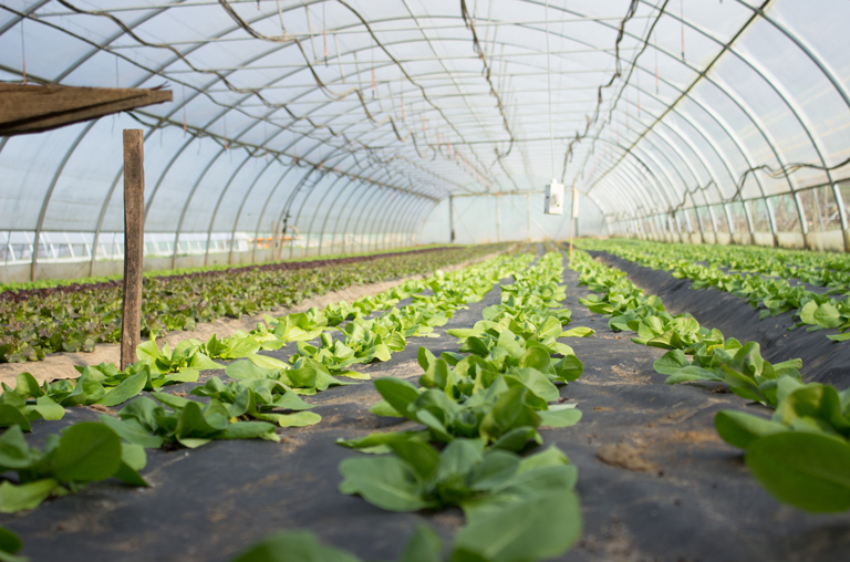 Ein Gewächshaus, in dem demeter-Gemüse heranwächst