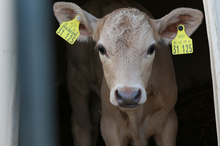 Eine Kuh, die nach demeter-Richtlinien gehalten wird