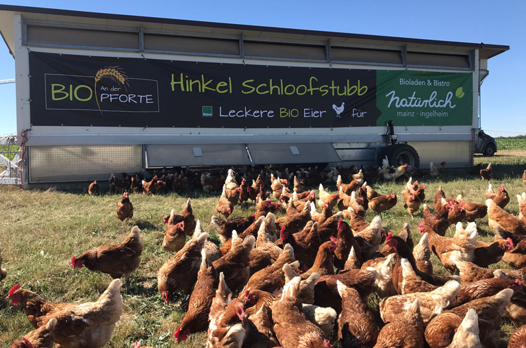 Glückliche Hühner legen die Eier, die bei EDEKA Deckenbach in Bio-Qualität zum Kauf bereitliegen