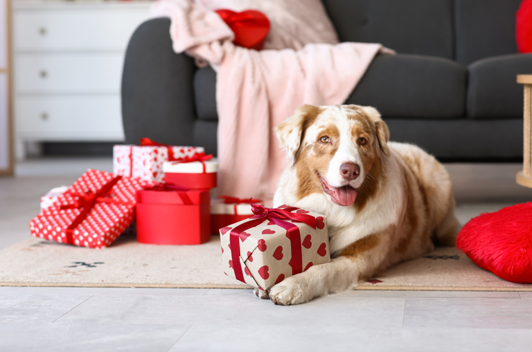 In den USA geben rund 9 Millionen Menschen jedes Jahr Geschenke für ihre Haustiere am Valentinstag aus.