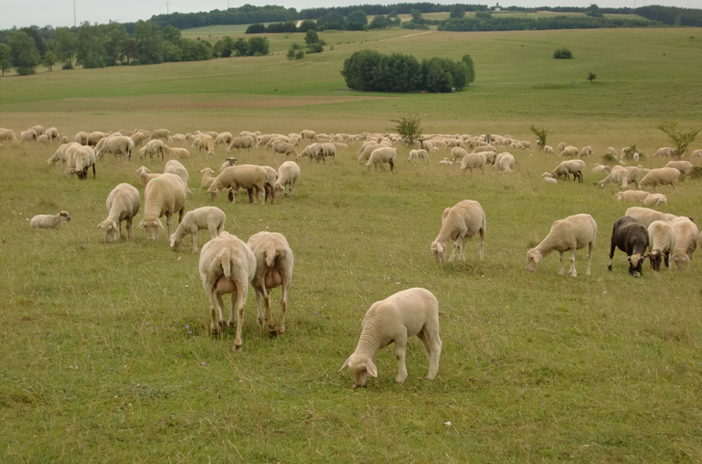 Festliche Genüsse bieten die Lammspezialitäten vom Württemberg Lamm bei EDEKA Deckenbach