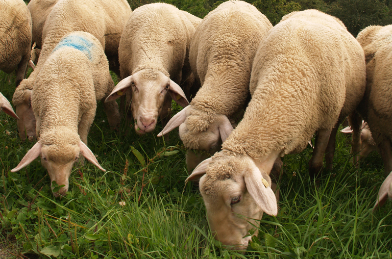 Festliche Genüsse bieten die Lammspezialitäten vom Württemberg Lamm bei EDEKA Deckenbach