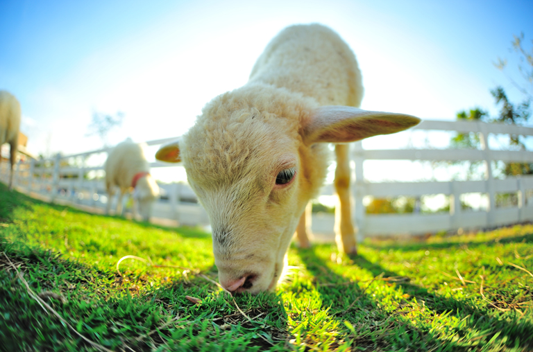 Festliche Genüsse bieten die Lammspezialitäten vom Württemberg Lamm bei EDEKA Deckenbach