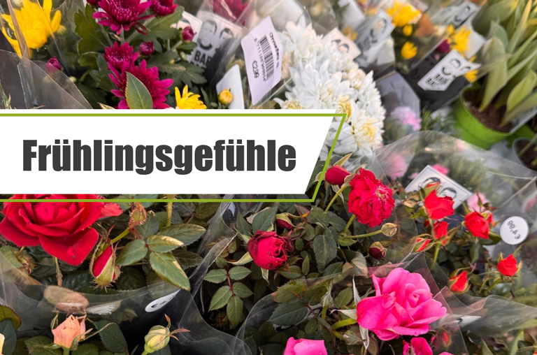 Frühlingsblumen von Bart & Bastian bei EDEKA Deckenbach