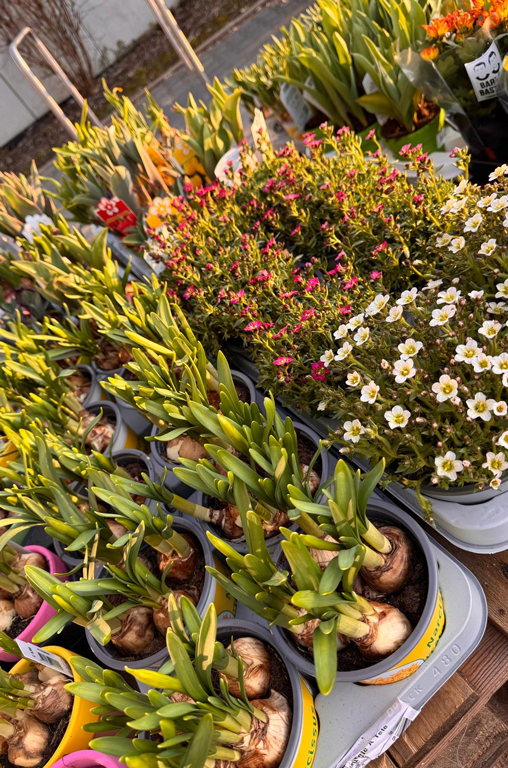 Die saisonale Blumenvielfalt von Bart & Bastian bei EDEKA Deckenbach