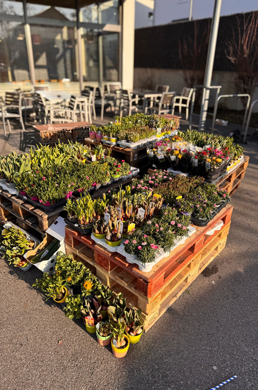 Frühlingsblumen von Bart & Bastian bei EDEKA Deckenbach
