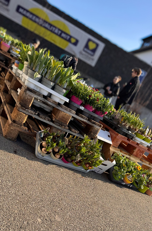 Frühlingsblumen von Bart & Bastian bei EDEKA Deckenbach