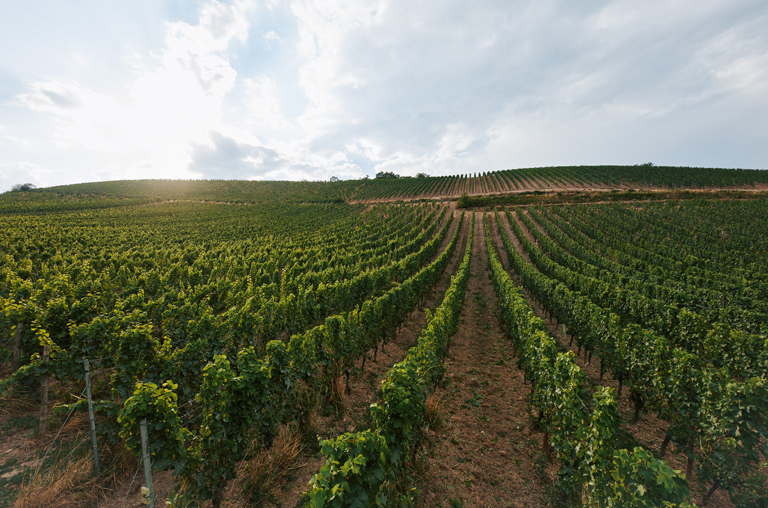 Eine Aufnahme der Weinreben vom Weingut Kruger-Rumpf ©peterbender