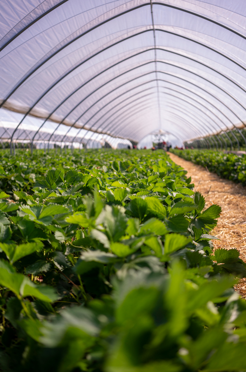 Erdbeerepflanzen auf dem Obsthof Hoachhaus
