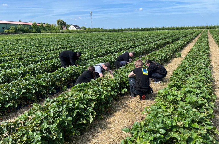 Die Azubis von EDEKA Deckenbach beim Erbeerpflücken