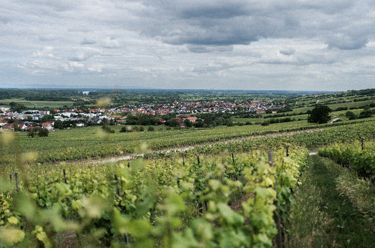 Blick über die Weinlagen vom Weingut Martin