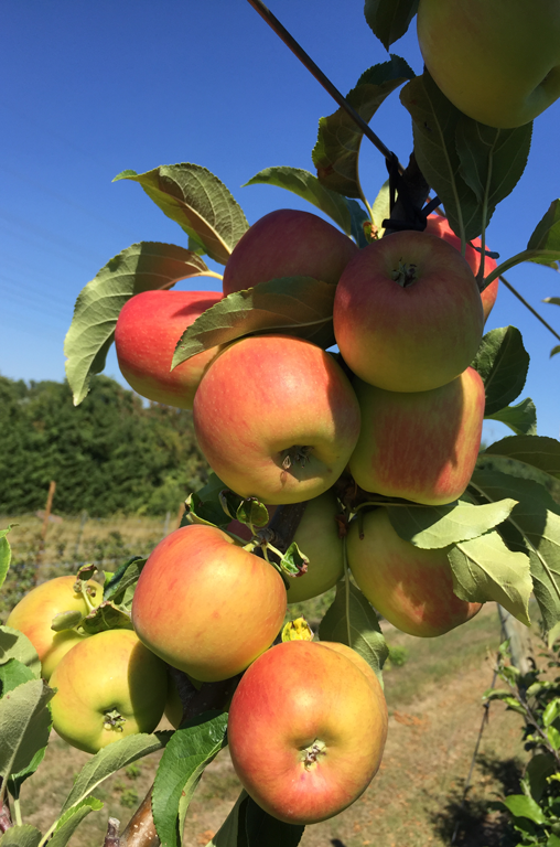 Apfelbäume auf den Feldern von Obstbau Schmitt