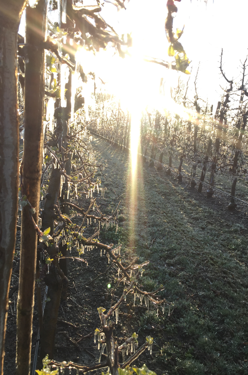 Die Apfelbäume von Obstbau Schmitt in der Abendsonne