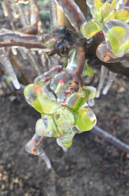 Eingefrorene Apfelblüte