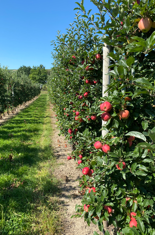 Apfelbäume auf den Feldern von Obstbau Schmitt