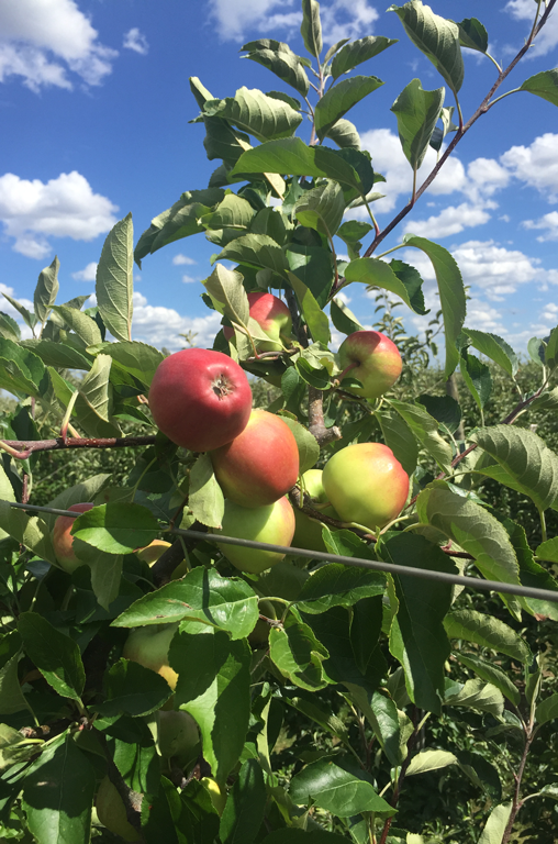 Apfelbäume auf den Feldern von Obstbau Schmitt