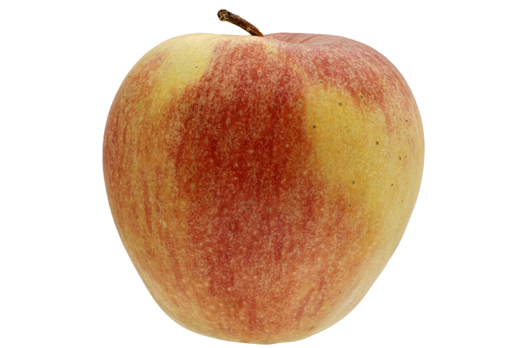 Elstar Apfel Pralinen des Herbstes