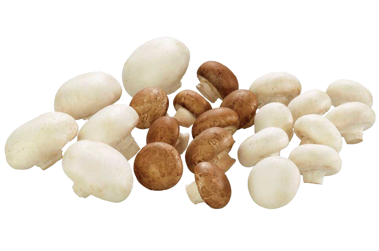 Champignons Pralinen des Herbstes