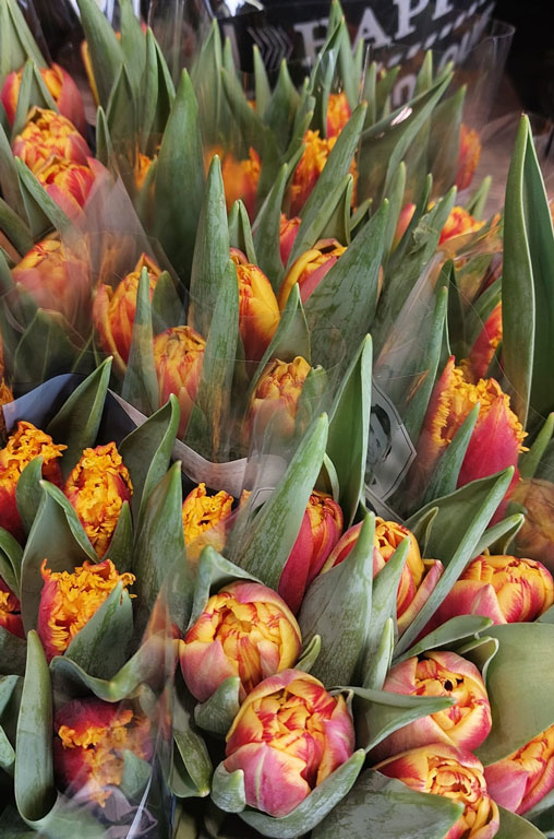 Frühling in voller Blüte