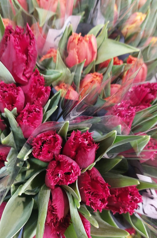 Frühling in voller Blüte