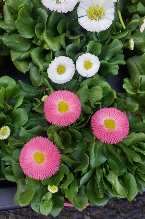 Frühling in voller Blüte