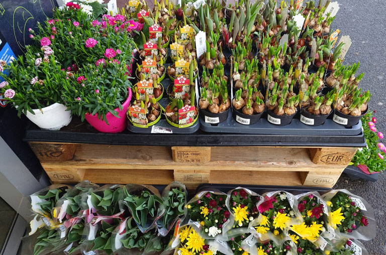 Frühling in voller Blüte