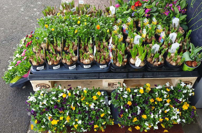 Frühling in voller Blüte