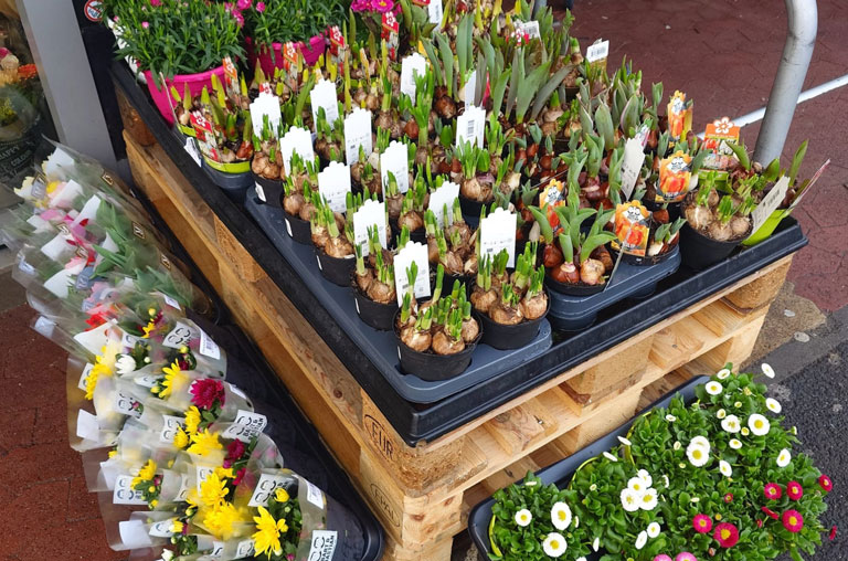 Frühling in voller Blüte