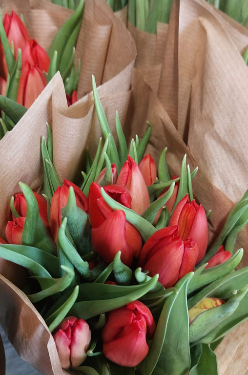 Frühling in voller Blüte