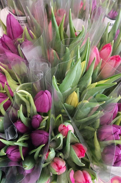 Frühling in voller Blüte