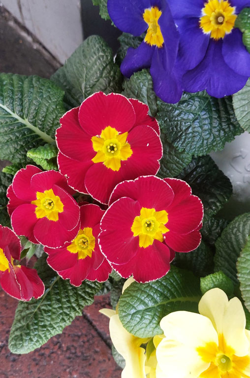 Frühling in voller Blüte