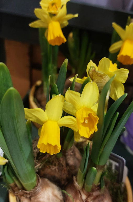 Frühling in voller Blüte